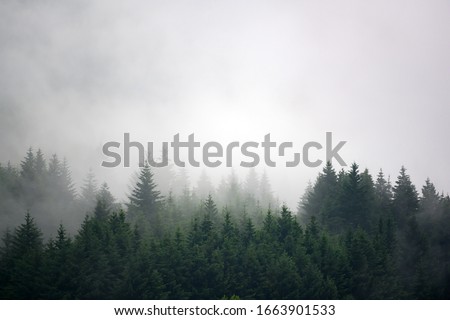 The pine forest in the valley in the morning is very foggy, the atmosphere looks scary. Dark tone and vintage image. Royalty-Free Stock Photo #1663901533