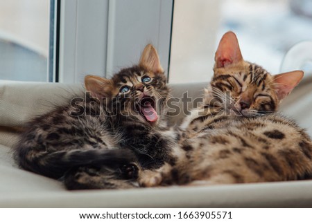 Two cute bengal kittens gold and chorocoal color laying on the cat's window bed and yawning. Sunny seat for cat on the window.