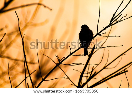 Silhouette of a Sparrow sitting on a branch against the sunset light. Bird in the branches at sunset. Background with silhouettes of a small bird and beautifully intertwining in orange light branches Royalty-Free Stock Photo #1663905850
