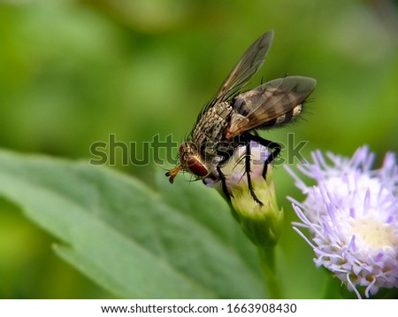 A garden fly is sucking for nectar on the bush flower, this is pollinating the flowers.