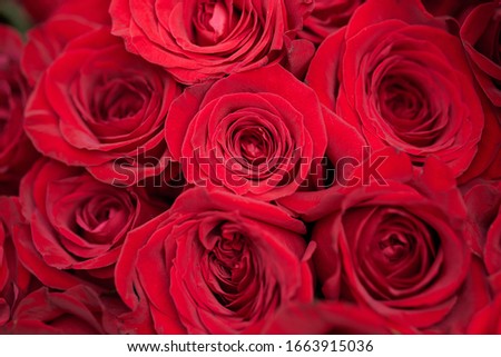Bouquet of red roses in the image of marriage and love