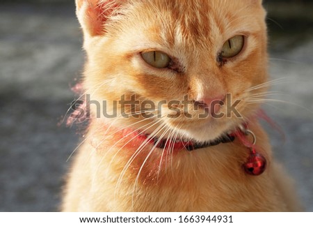 Ginger cat is looking for food. Cat waiting for food. Ginger cat wearing a red collar with red bell - Image Royalty-Free Stock Photo #1663944931