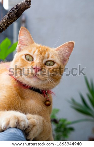 Adorable ginger cat with big eyes lying on concrete wall. Pet portrait - image Royalty-Free Stock Photo #1663944940