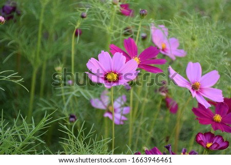 Various colors of cosmos flowers.