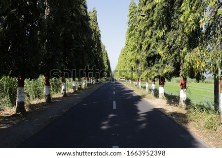 trees lined up neatly on the road to the ganjuran church