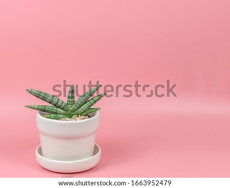 Sansevieria Boncel , indoor plant in plant pot on pink background.air purifying plant.