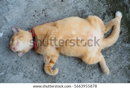Adorable ginger cat sleeps on the back with big belly - image Royalty-Free Stock Photo #1663955878