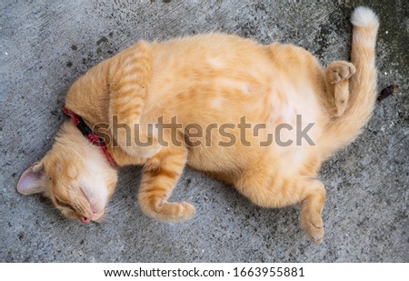 Adorable ginger cat with big belly and long tail sleeps on the back - image Royalty-Free Stock Photo #1663955881