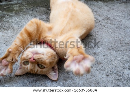 Adorable ginger cat roll on the floor with big paw close up - image  Royalty-Free Stock Photo #1663955884