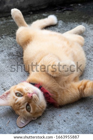 Adorable fatty ginger cat roll on the floor lazily - image  Royalty-Free Stock Photo #1663955887