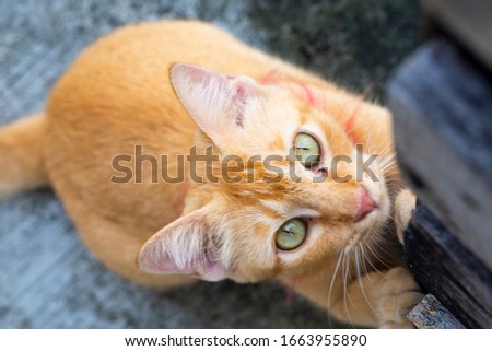 young playful ginger cat scratching on a wooden pallet in the back yard with face looking up - image Royalty-Free Stock Photo #1663955890