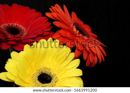 Three bright gerbera flowers: red, yellow, orange on a dark background. Template for greeting card.
