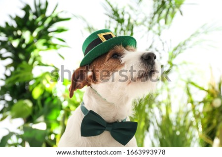 Jack Russell terrier with leprechaun hat and bow tie outdoors. St. Patrick's Day