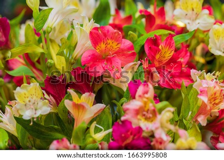 Bouquet of alstroemeria flowers. Background, wallpaper, floristry.