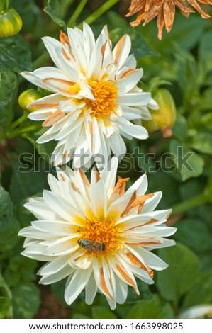White dahlias are also called geraniums. Originally from Mexico since the Aztecs with over 15 species.