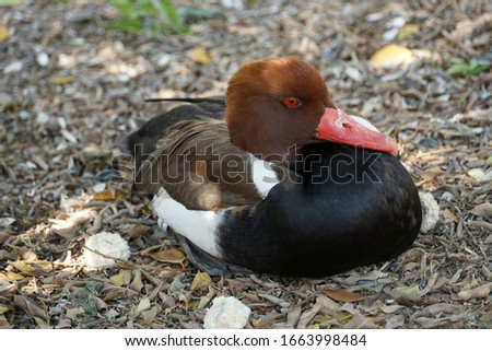 black brown duck with red beak sitting on dry leaves ground        