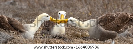 Galapagos Albatross aka Waved albatrosses mating dance courtship ritual on Espanola Island, Galapagos Islands, Ecuador. The Waved Albatross is an critically endangered species endemic to Galapagos. Royalty-Free Stock Photo #1664006986