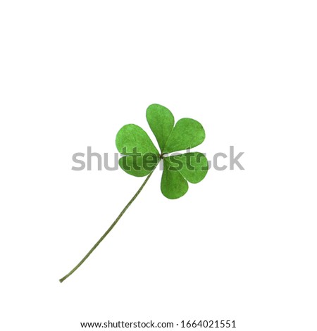 Fresh clover leaf isolated on white. St. Patrick's Day celebration