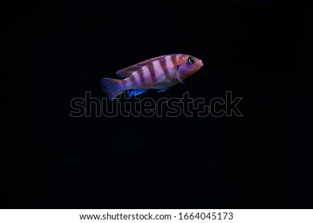 dark backdrop with aquarium fish