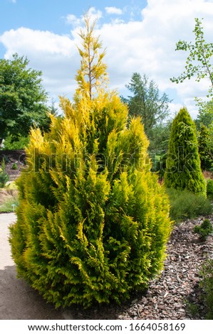 Thuja plicata 4ever Goldy - outdoor plant Royalty-Free Stock Photo #1664058169