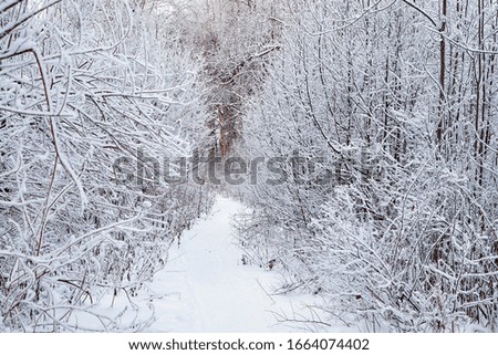 Snow covered trees in a winter forest and small path between them. White landscape in a cold day