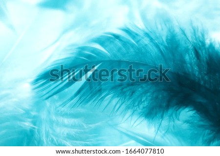 Blurred soft blue turquoise feather. Art abstract trend texture background. Closeup of turquoise fluffy feathers. Soft selective focus. Royalty-Free Stock Photo #1664077810