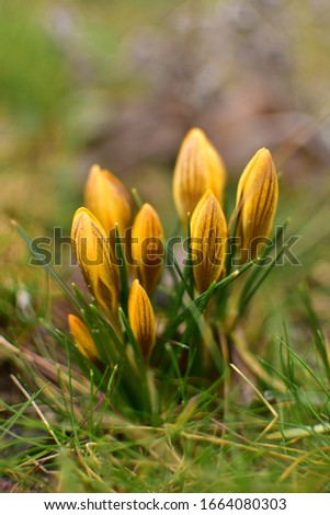 Yellow crocuses in the garden of the harbingers of spring.