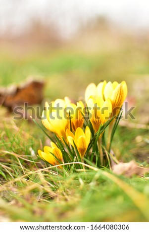 Yellow crocuses in the garden of the harbingers of spring.