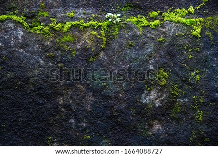 Moss texture picture on stone