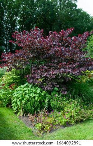 Cercis canadensis Forest Pansy - outdoor plant