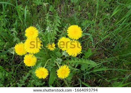 Many dandelions bloom in spring. Yellow spring flowers.