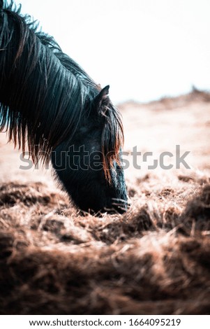 Wild horse in tranquil, remote landscape on mountain in France