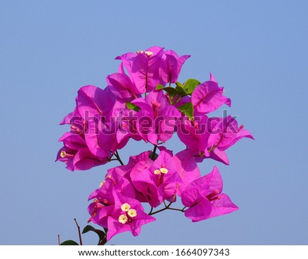 Paper Flower ,Bougainvillea ,flowers blooming in the gardens with blue sky background ,scientific name : Bougainvillea hybrid