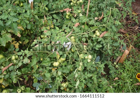 organic green tomato plant image