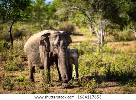 Asian wild elephant, Udawalawe National Park, Sri Lanka
