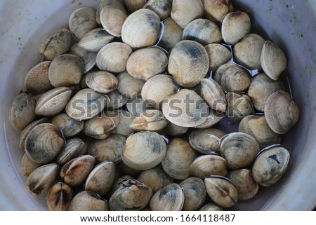 ENAMEL VENUS SHELL Sell in fresh seafood market, note subject is blurry
