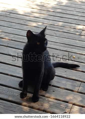 Black cat alone on deck