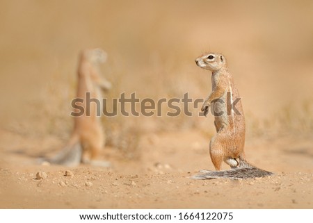Squirrel sitting in sande, sunny day in nature. Cape ground squirrel, Xerus inauris, cute animal in the nature habitat, Spitzkoppe, Namibia in Africa. 