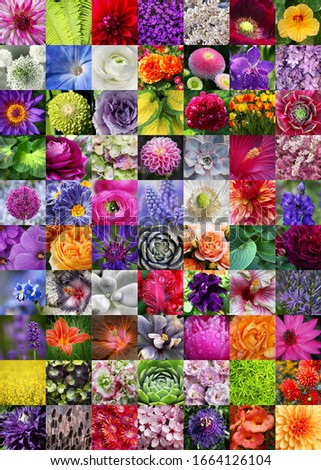 Most Beautiful Collage of some Pretty garden Flowers, showing all the Colors of nature