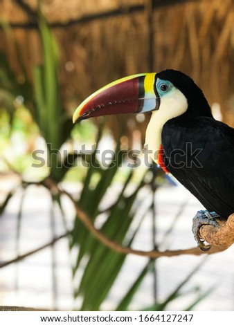 Toco toucan bird rare picture background wallpaper