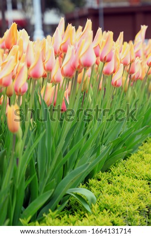 Image of tulips blooming in parks in spring