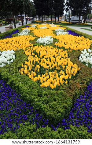 Image of tulips blooming in parks in spring