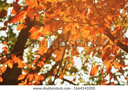 Autumn Winter Sunshine and Yellow Red Leaves, Warm Tone