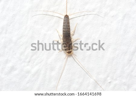 Silverfish an insect from the Lepismatidae family with long Terminalfilum and Cerci at a structured white wall