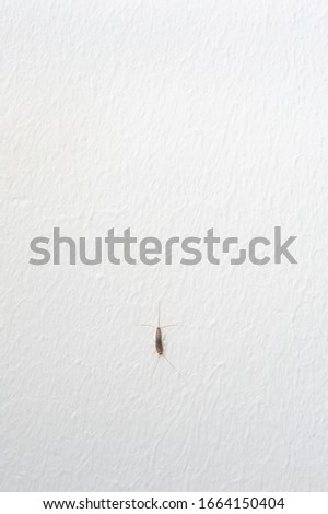 Silverfish an insect from the Lepismatidae family with long Terminalfilum and Cerci at a structured white wall