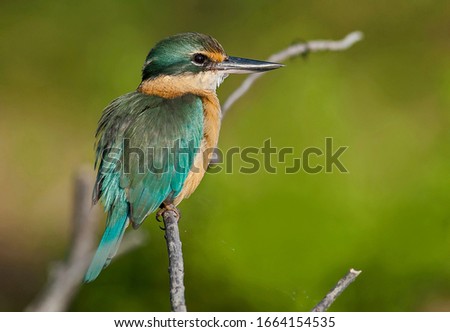 sacred kingfisher (Todiramphus sanctus) perched on a branch with a green background.