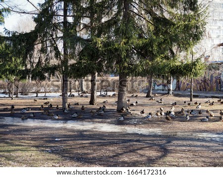 ducks walk on the ground under trees in spring