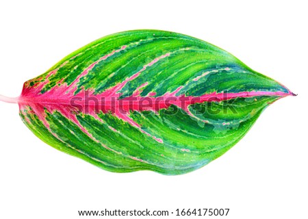 Close up Aglaonema leaf with multicolor of green and red  isolated on white background with clipping path. Tropical design concept.