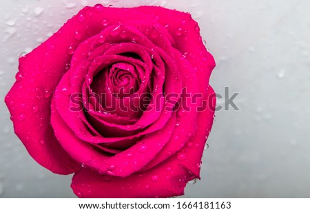 beautiful pink rose on a white background with water drops. postcard. place for text. macro shooting