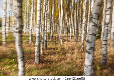 Abstract photo, birch trees in autumn photographed with different effects of motion and zoom. Colorful textured background, long shutter speed, selective focus